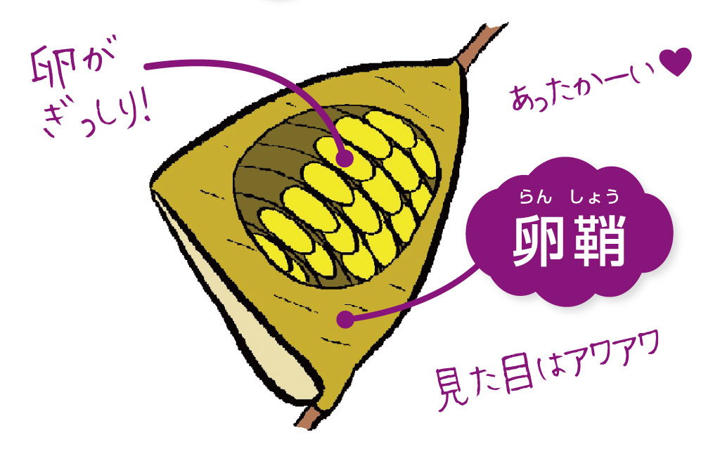 カマキリの卵はなぜ泡状?