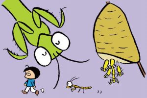 カブトムシ幼虫の育て方ガイド 水や温度 オスメス見分け方 マット交換の時期など るるぶkids