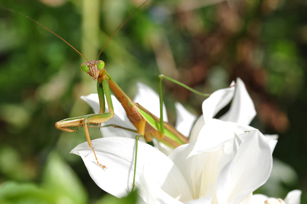チョウセンカマキリ