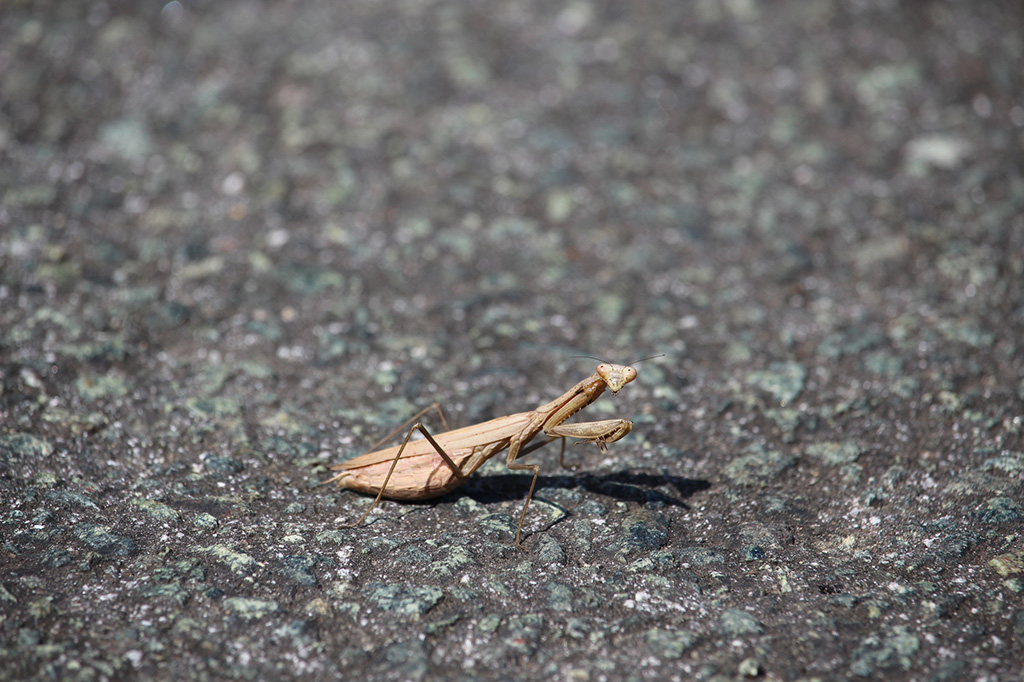 コカマキリ