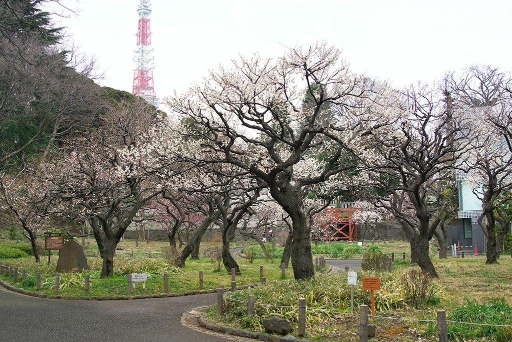 「銀世界の梅」と名付けられた紅白梅/都立芝公園(東京都/港区)