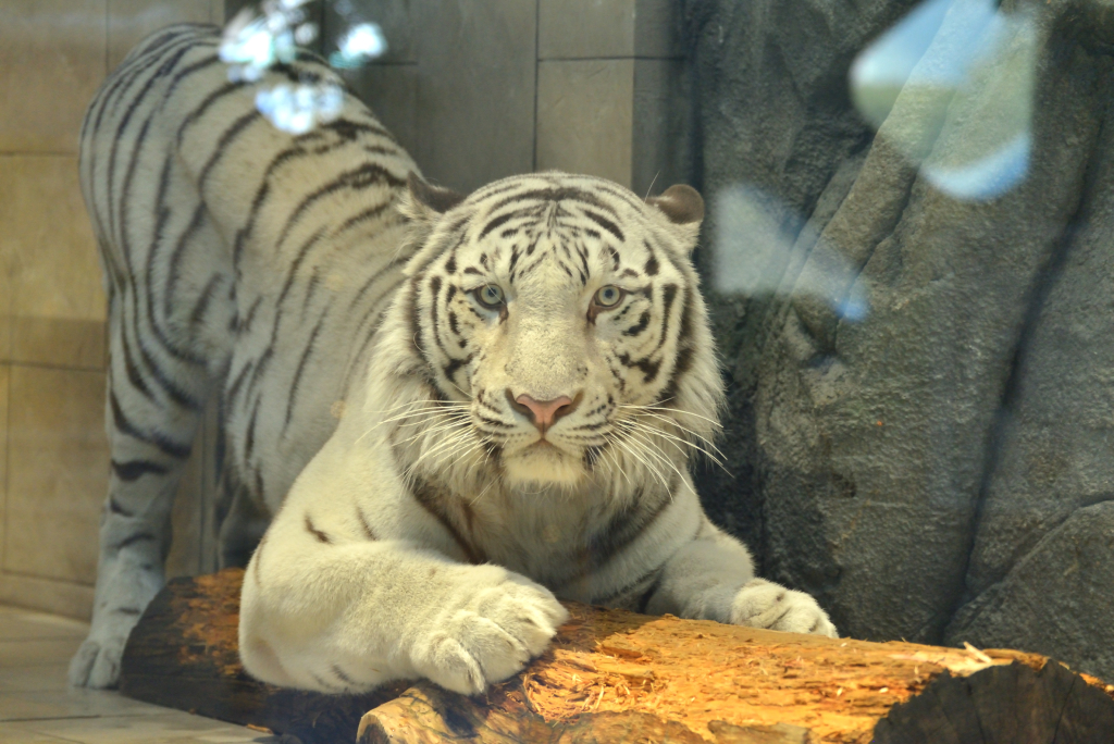 ニフレルを子どもと楽しもう ホワイトタイガーなど動物が間近な新感覚ミュージアム るるぶkids ニフレルを子どもと楽しもう ホワイトタイガーなど動物が間近な新感覚ミュージアム るるぶkids