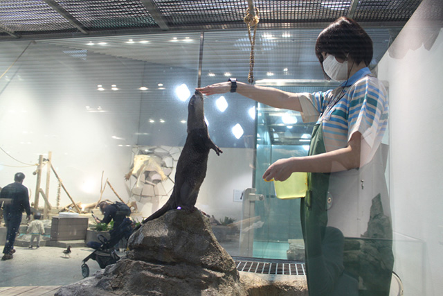 エサを食べる「コツメカワウソ」/NIFREL(ニフレル)(大阪府/吹田市)