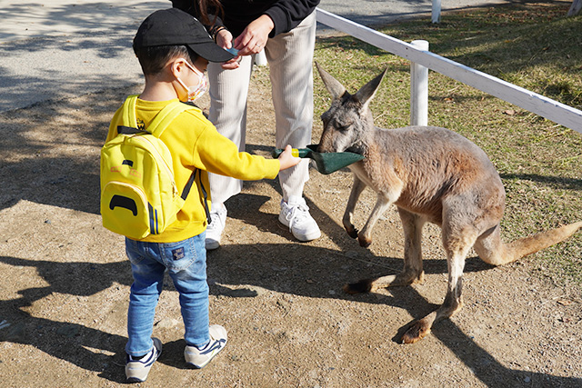 カンガルーえさやりの様子/神戸どうぶつ王国(兵庫県/神戸市)