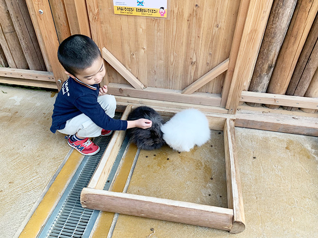 ピョンタッチ広場でウサギに触る子ども/神戸どうぶつ王国(兵庫県/神戸市)