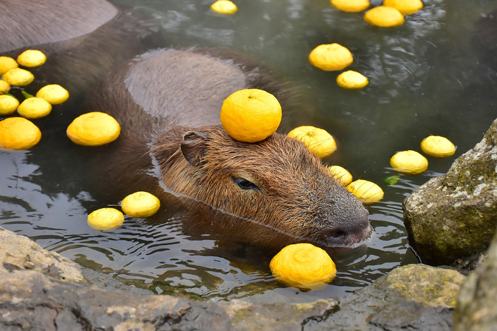 温泉に入るカピバラ/伊豆シャボテン動物公園(静岡県/伊東市)