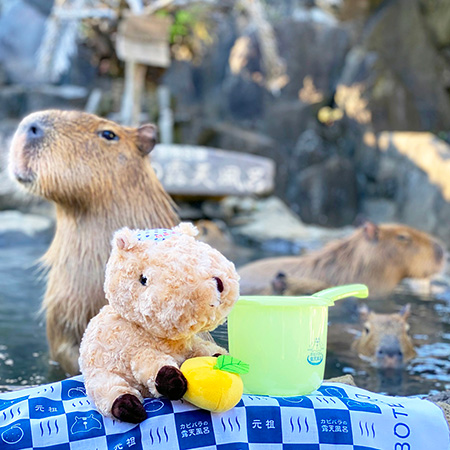 伝統のカピバラ手ぬぐい、小さな手桶、カピバラぬいぐるみ/伊豆シャボテン動物公園(静岡県/伊東市)