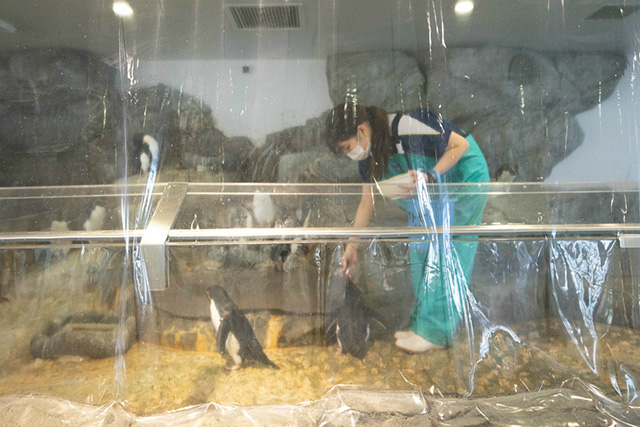 ミナミイワトビペンギン と飼育員/海遊館(大阪府/大阪市)