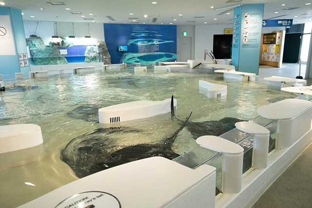 エイとサメに直接タッチできるエリア/海遊館(大阪府/大阪市)