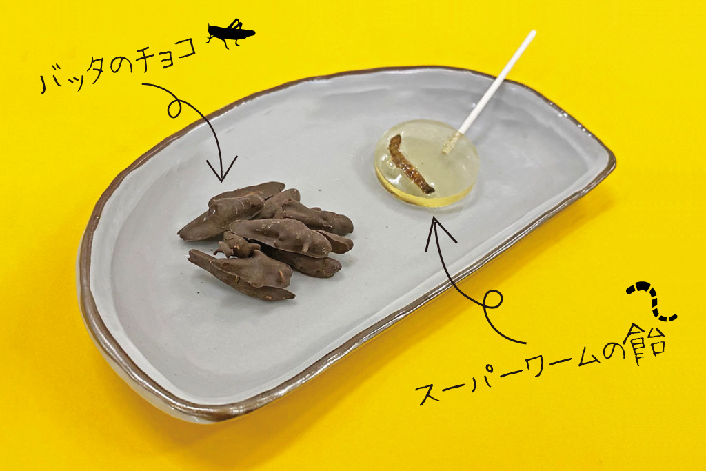 昆虫食ショップ「TAKEO」で買えるバッタチョコと虫キャンディ(スーパーワーム)