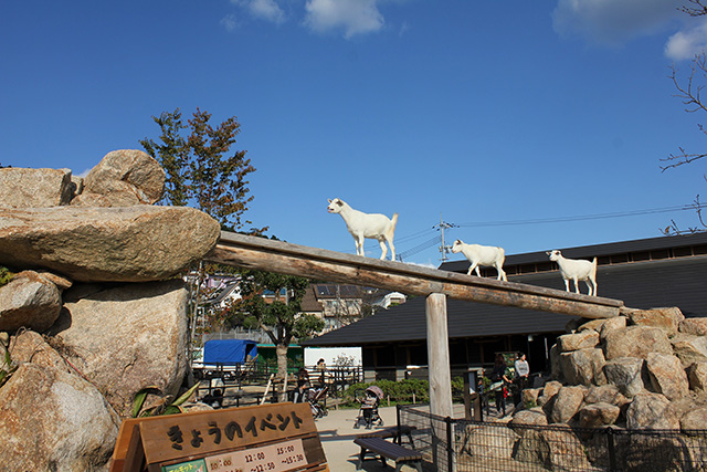 新エリア「るんちゃ♪るんちゃ」/周南市徳山動物園(山口県/周南市)