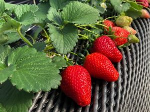 スカイベリー狩りも予約可!栃木県のおすすめいちご狩りスポット(~2021年5月頃)