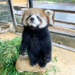 レッサーパンダがいるおすすめ動物園！風太くんはどうしてる？立つ習性や性格も紹介