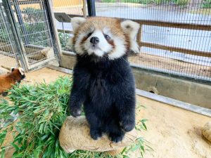 子連れの旅行 おでかけ応援サイト るるぶkids