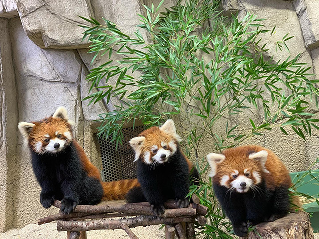 那須どうぶつ王国のレッサーパンダ(栃木県/那須町)