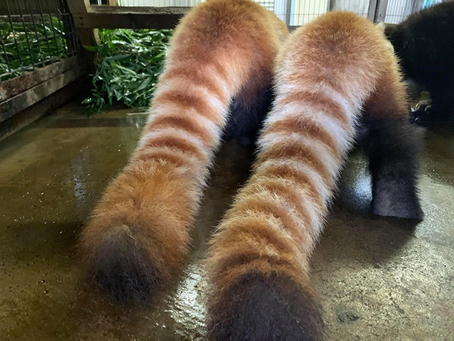 鯖江市西山動物園のレッサーパンダのシッポ(福井県)