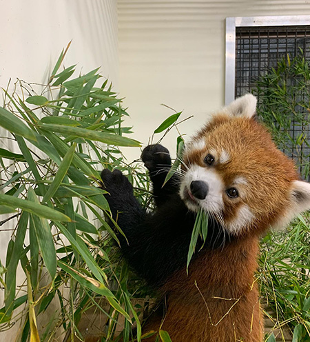 那須どうぶつ王国のレッサーパンダ(栃木県/那須町)
