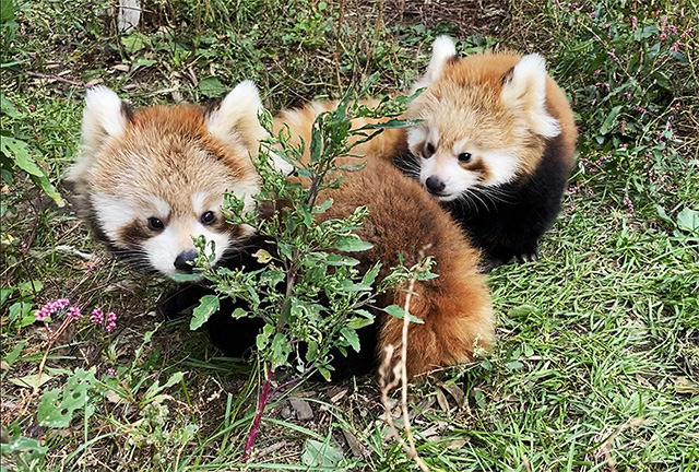 レッサーパンダの「レンレン」と「リンリン」/旭川市旭山動物園(北海道/旭川市)