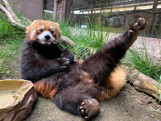 レッサーパンダの「与一」/那須どうぶつ王国(栃木県/那須町)