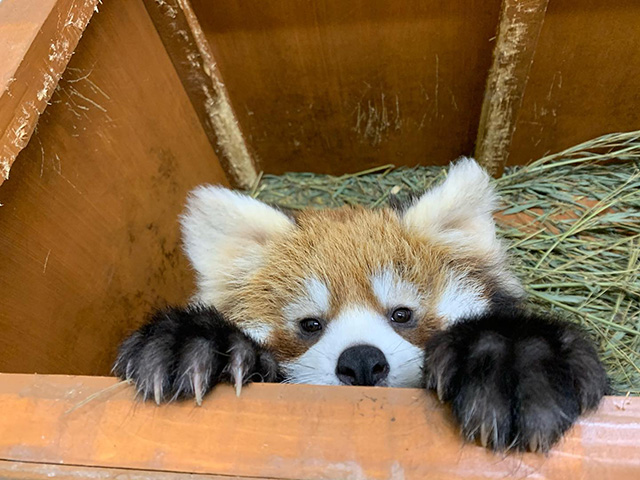 レッサーパンダ/那須どうぶつ王国(栃木県/那須町)
