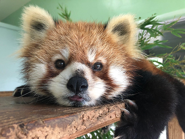 レッサーパンダの「メイメイ」/千葉市動物公園(千葉県)
