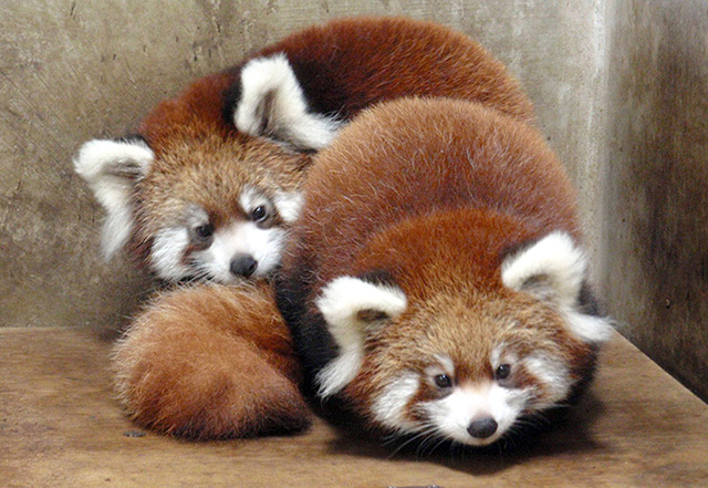 レッサーパンダの「フラン」と「リアン」/東京都多摩動物公園(日野市)