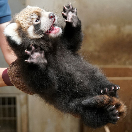 レッサーパンダの「フラン」生後2か月頃/東京都多摩動物公園(日野市)