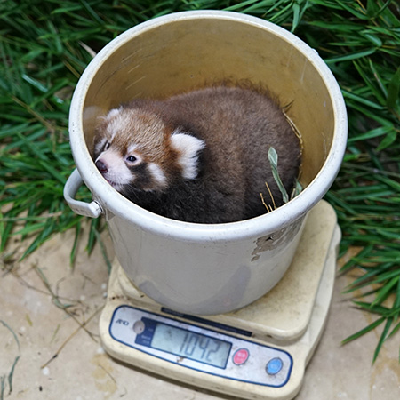 レッサーパンダの「リアン」体重測定中/東京都多摩動物公園(日野市)