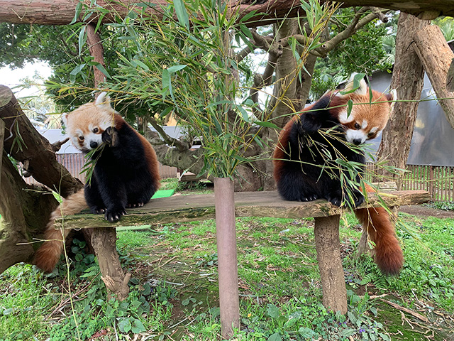 レッサーパンダの「みつば」と「よつば」/熱川バナナワニ園(静岡県/東伊豆町)