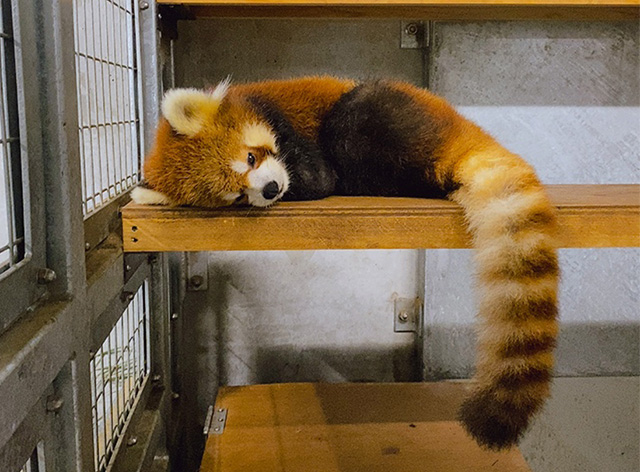 レッサーパンダの「スミレ」/静岡市立日本平動物園(静岡県)