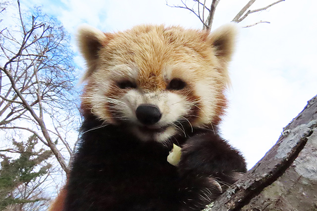 レッサーパンダのメス「ノン」/長野市茶臼山動物園(長野県)