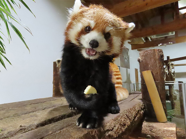 レッサーパンダのメス「ミルク」/長野市茶臼山動物園(長野県)