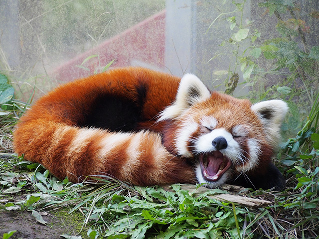 レッサーパンダの「ヒカル」/長野市茶臼山動物園(長野県)