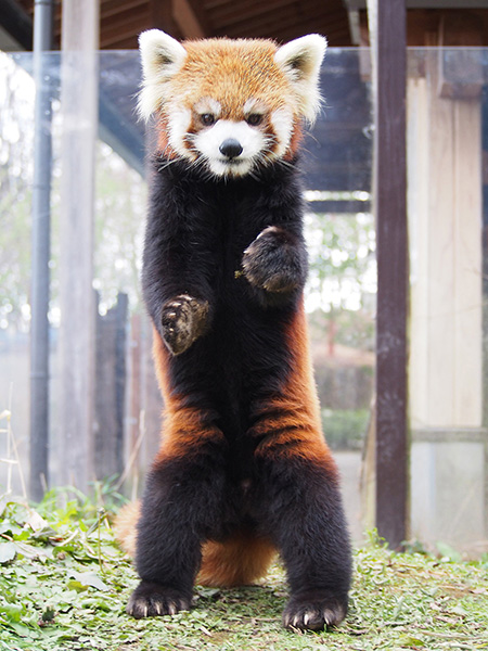 レッサーパンダの「ヒカル」/長野市茶臼山動物園(長野県)