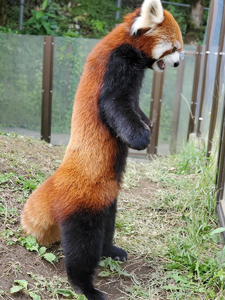 レッサーパンダの「ヒカル」/長野市茶臼山動物園(長野県)