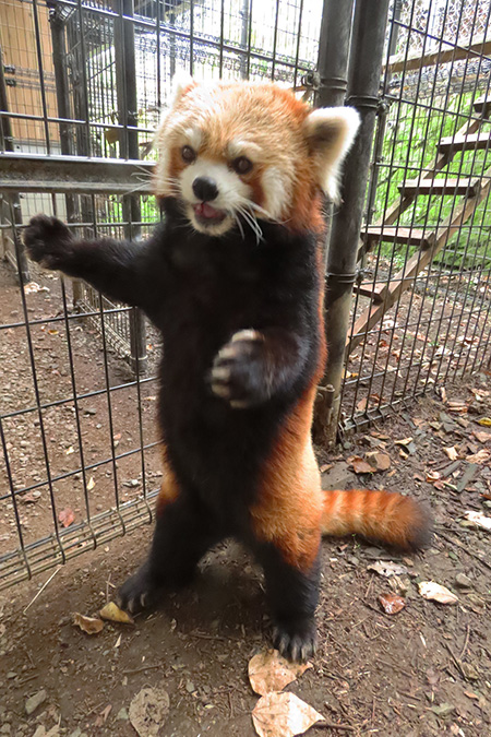 レッサーパンダの「サラ」/長野市茶臼山動物園(長野県)