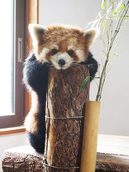 レッサーパンダの「ミルク」/長野市茶臼山動物園(長野県)