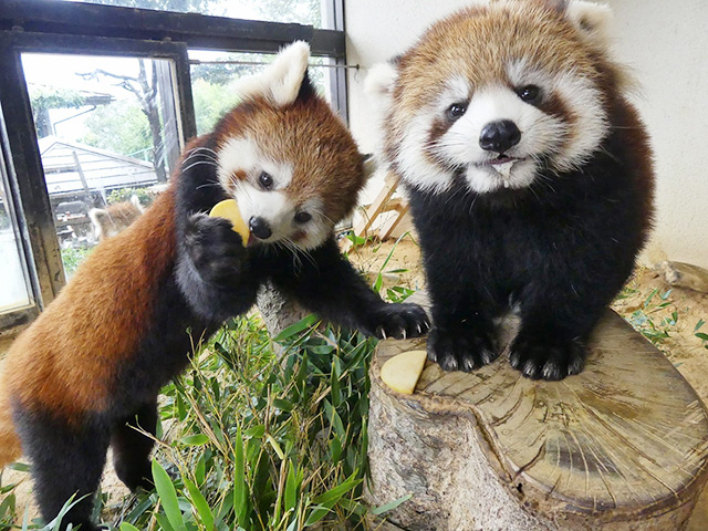 レッサーパンダ右「ピースケ」左「かのこ」/鯖江市西山動物園(福井県)