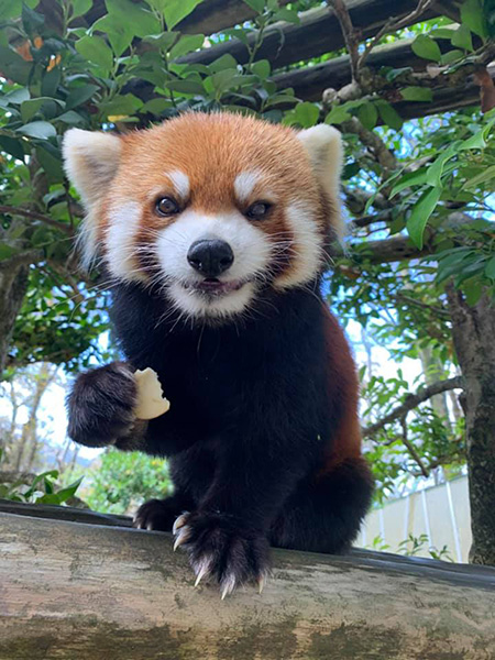 レッサーパンダの「ミンファ」/鯖江市西山動物園(福井県)