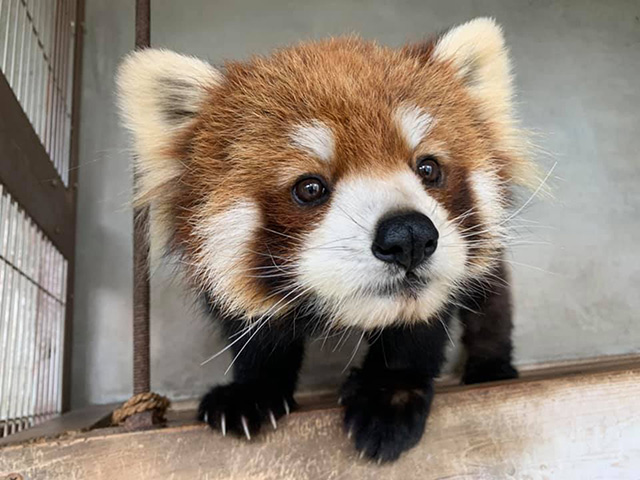 レッサーパンダの「キラリ」/鯖江市西山動物園(福井県)