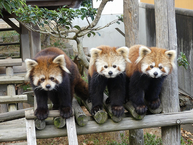 レッサーパンダの「まつば」「レイファ」「ニーコ」/鯖江市西山動物園(福井県)