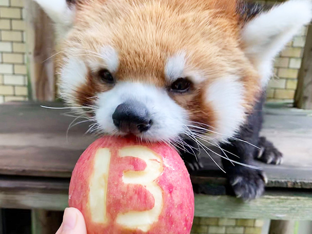 リンゴを食べるレッサーパンダ/平川動物公園(鹿児島県/鹿児島市)