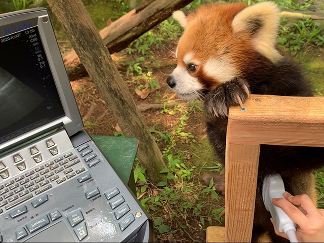 レッサーパンダ/平川動物公園(鹿児島県/鹿児島市)