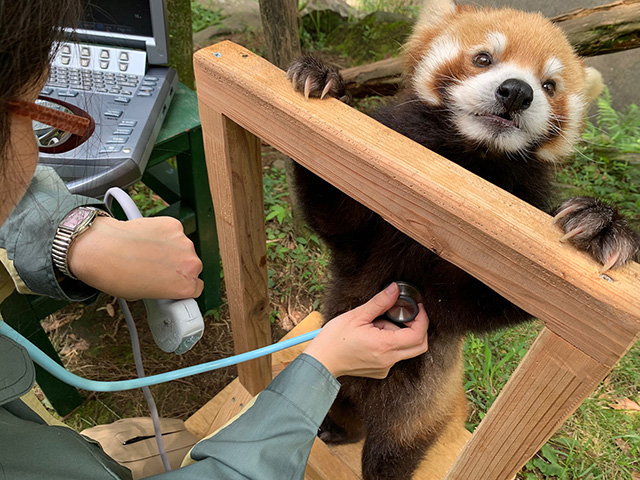 健康診断中のレッサーパンダ/平川動物公園(鹿児島県/鹿児島市)