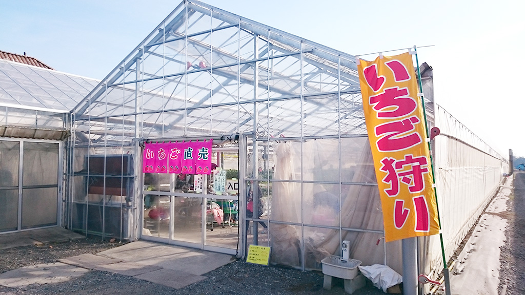 狭山ベリーランドのいちご狩り(埼玉県/狭山市)