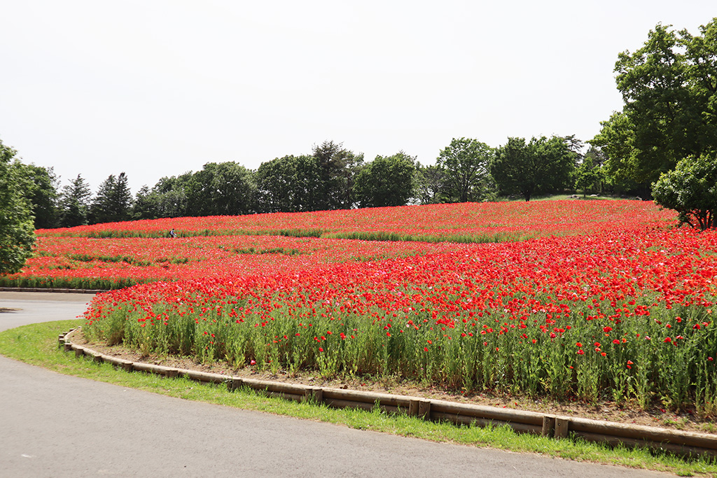 花の丘/国営昭和記念公園(東京都/立川市)