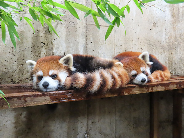 レッサーパンダ「リュウ」と「セイ」/埼玉県こども動物自然公園(埼玉県/東松山市)