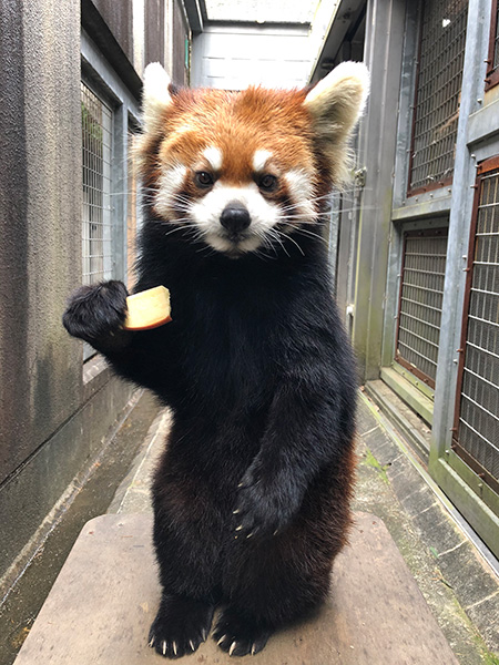 レッサーパンダの「キク」/よこはま動物園ズーラシア(神奈川県/横浜市)