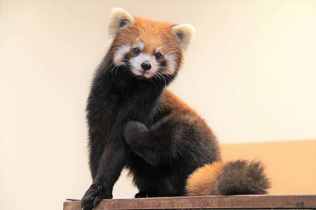 レッサーパンダの「ニコ」/静岡市日本平動物園(静岡県/静岡市)