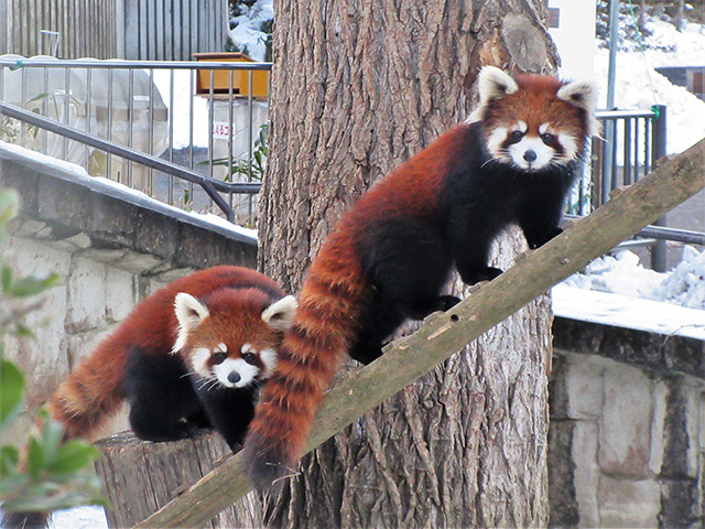 レッサーパンダの双子/八木山動物公園 フジサキの杜(宮城県/仙台市)